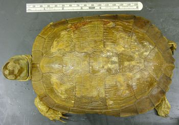 Media type: image; Herpetology R-34134